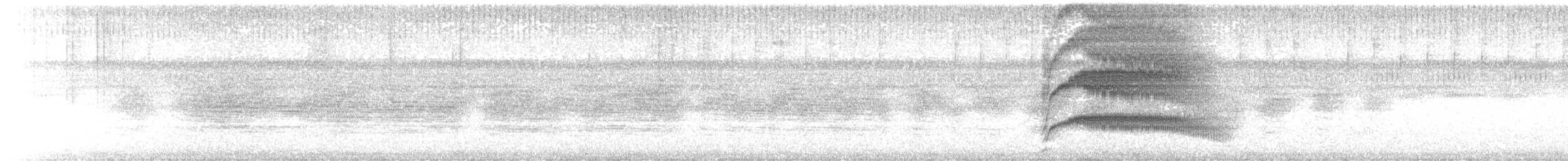 Large-tailed Antshrike - ML619145944