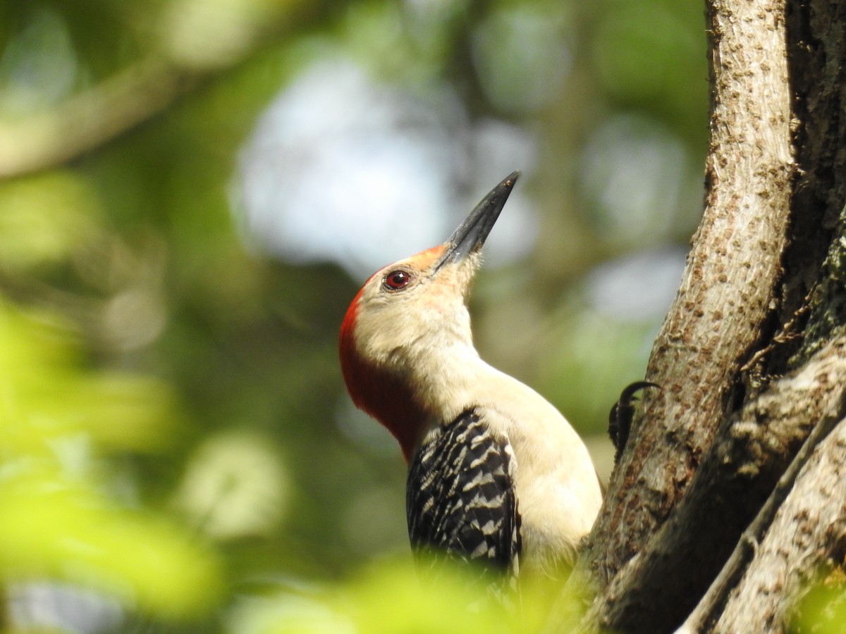 Red-bellied Woodpecker - Wendy Meehan