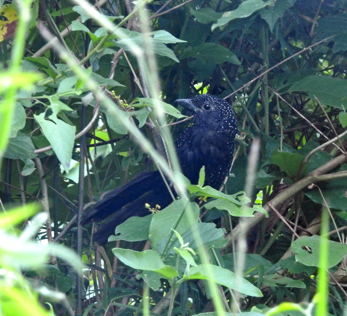 Large-tailed Antshrike - ML619145948