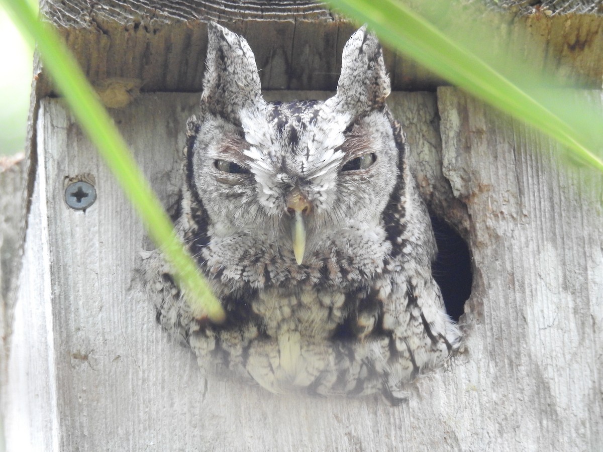 Eastern Screech-Owl - Wendy Meehan
