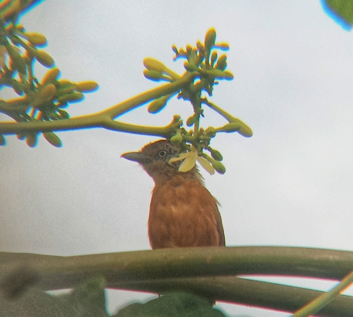 Barred Antshrike - Lucas Almeida