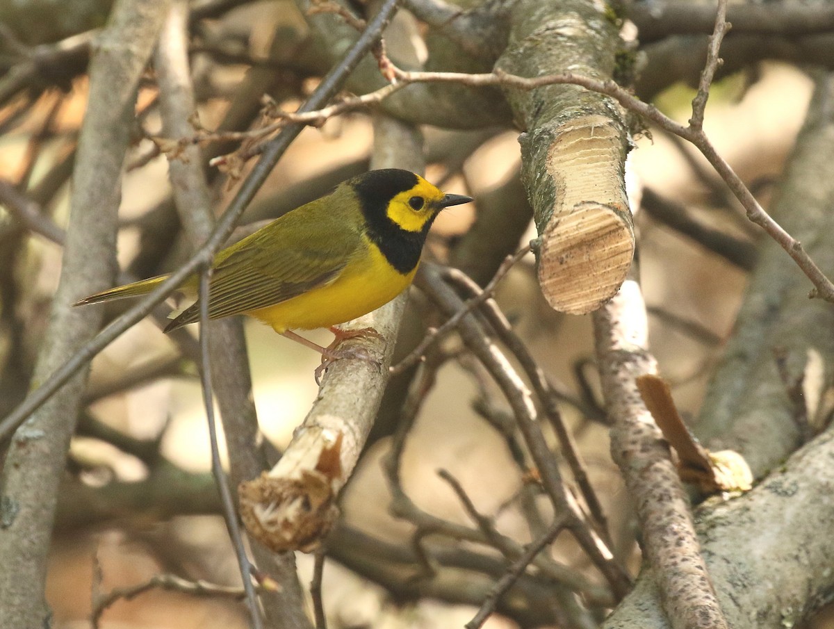 Hooded Warbler - Scott Young