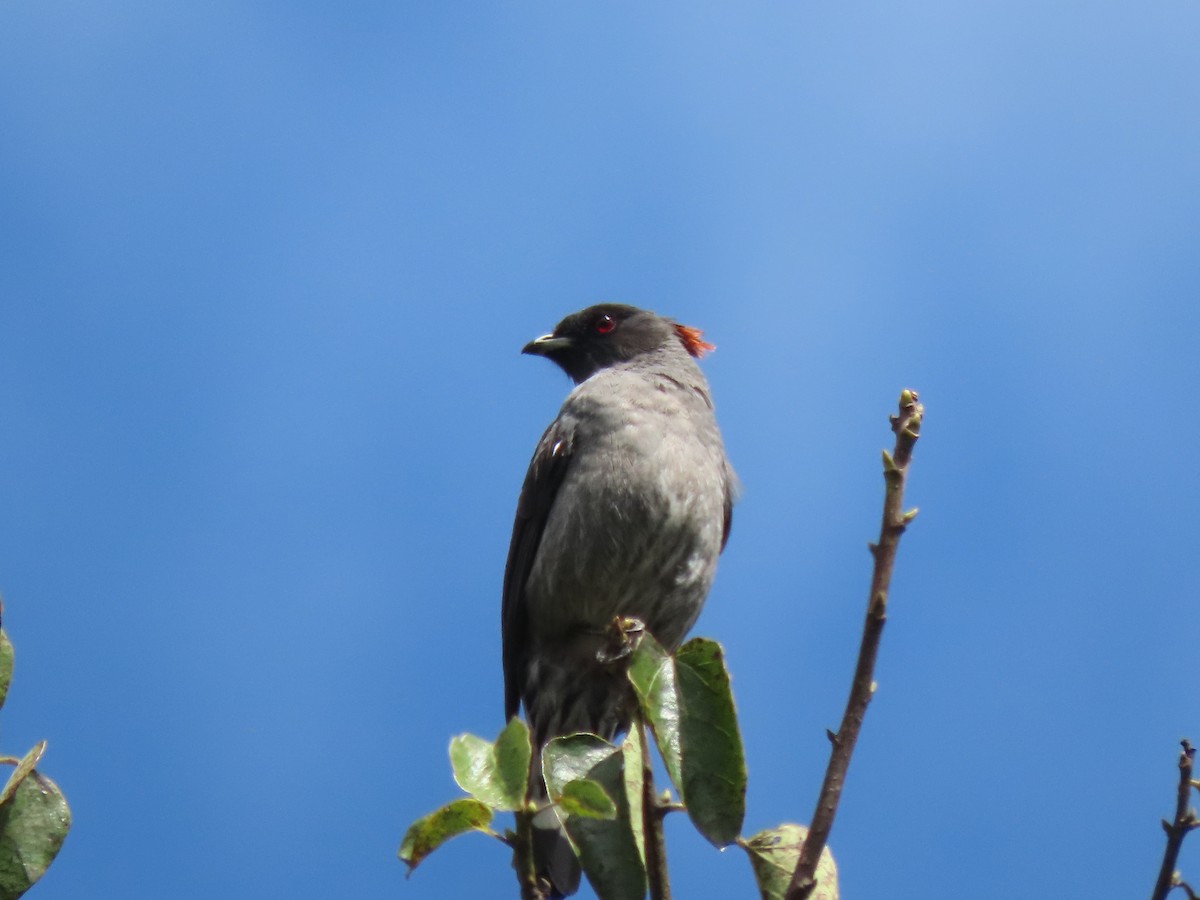 Cotinga à huppe rouge - ML619145977