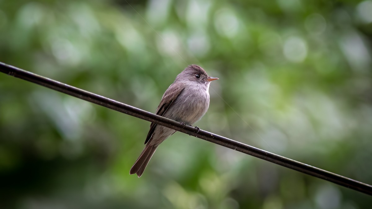 Southern Tropical Pewee - Diego Murta