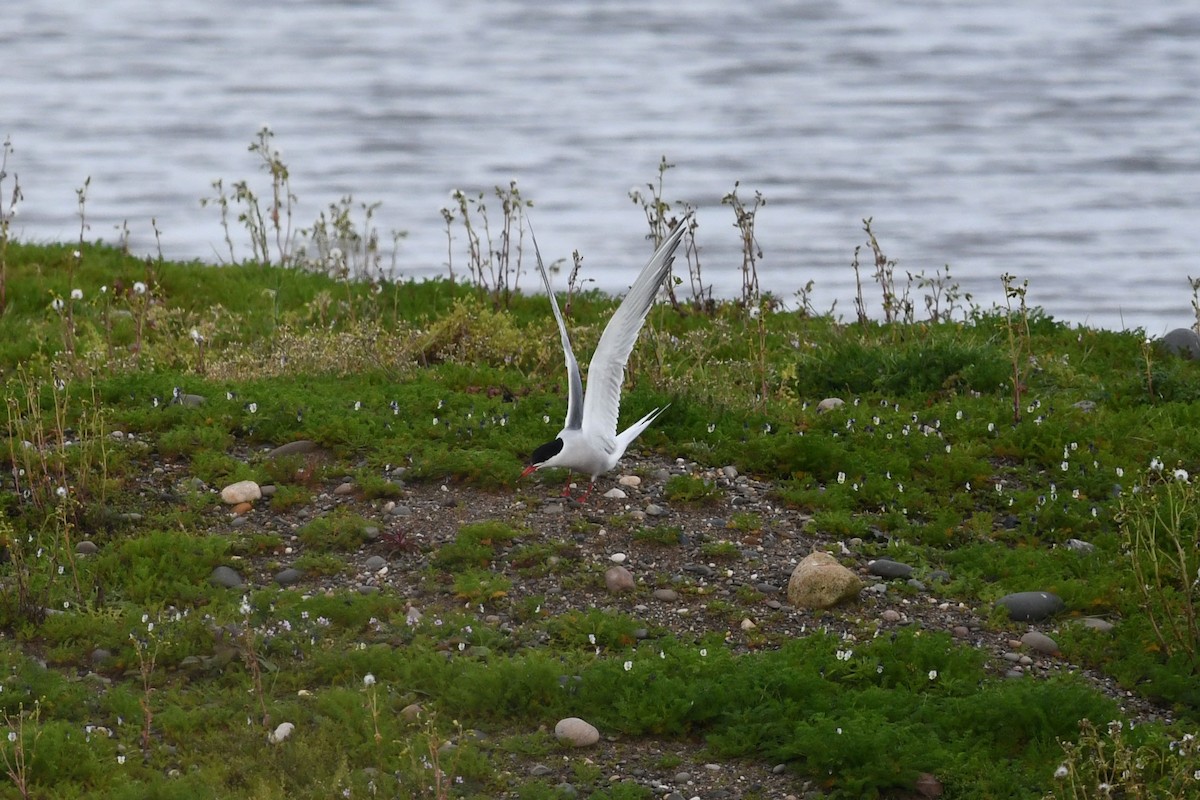 Common Tern - David Kelly