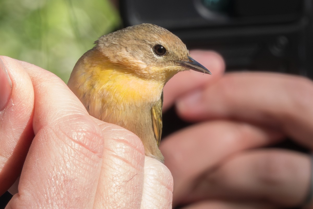 Common Yellowthroat - ML619146001