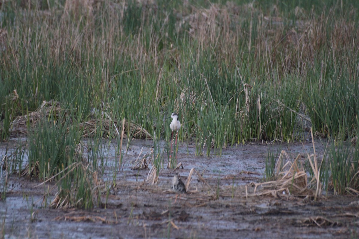 Black-winged Stilt - Salih Alper