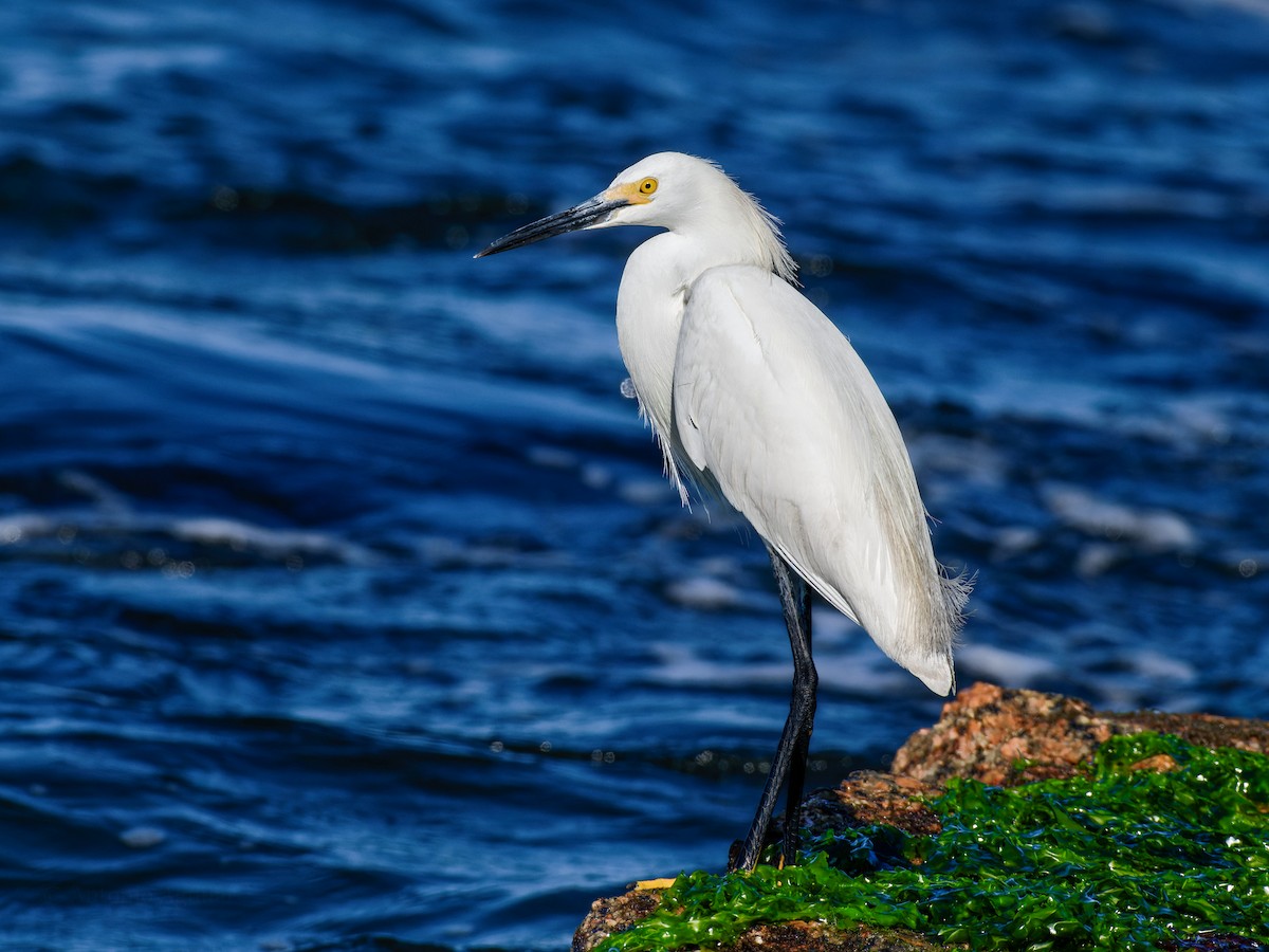 Snowy Egret - ML619146036