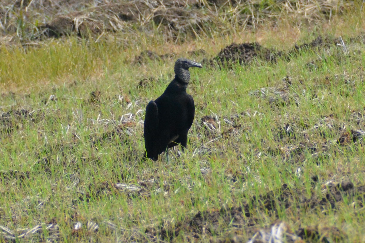 Black Vulture - Juan caicedo lasso