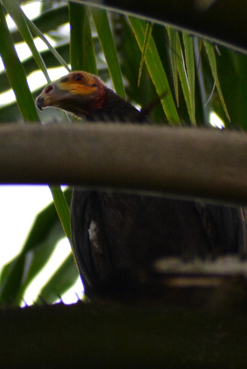 Turkey Vulture - Juan caicedo lasso