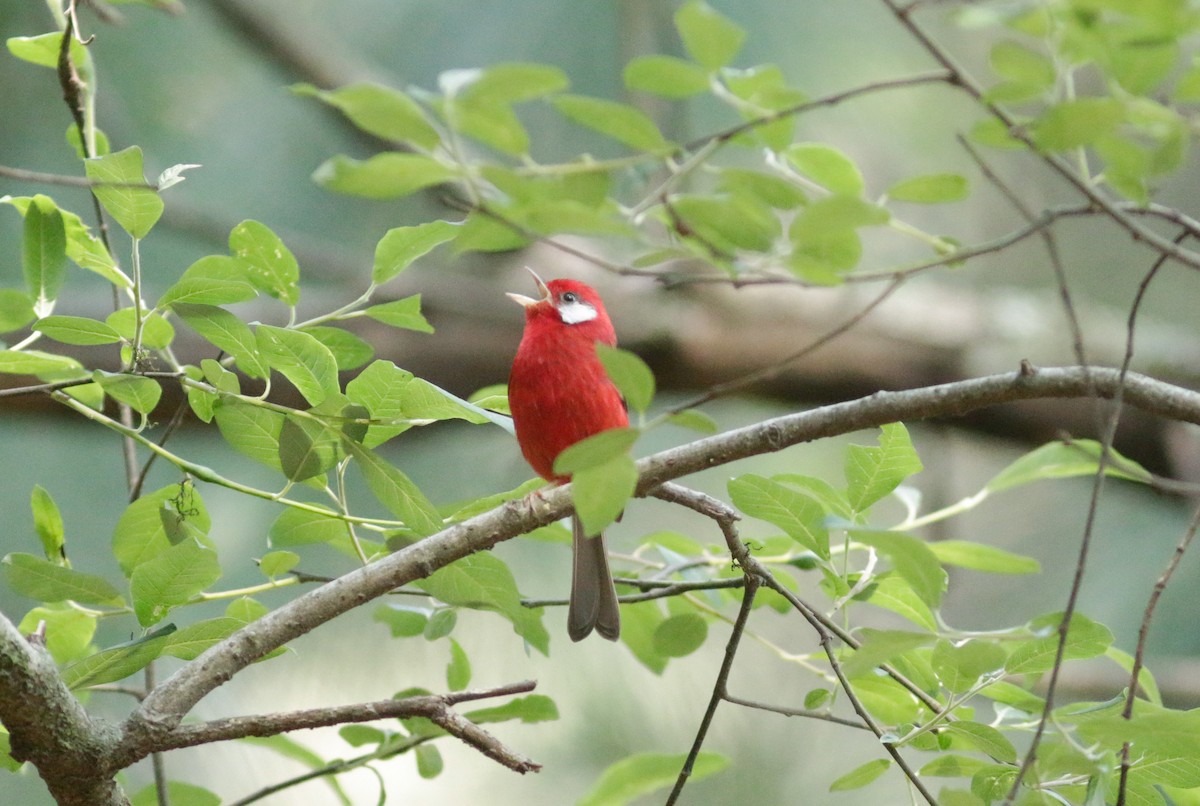 Red Warbler (White-cheeked) - Abril Heredia