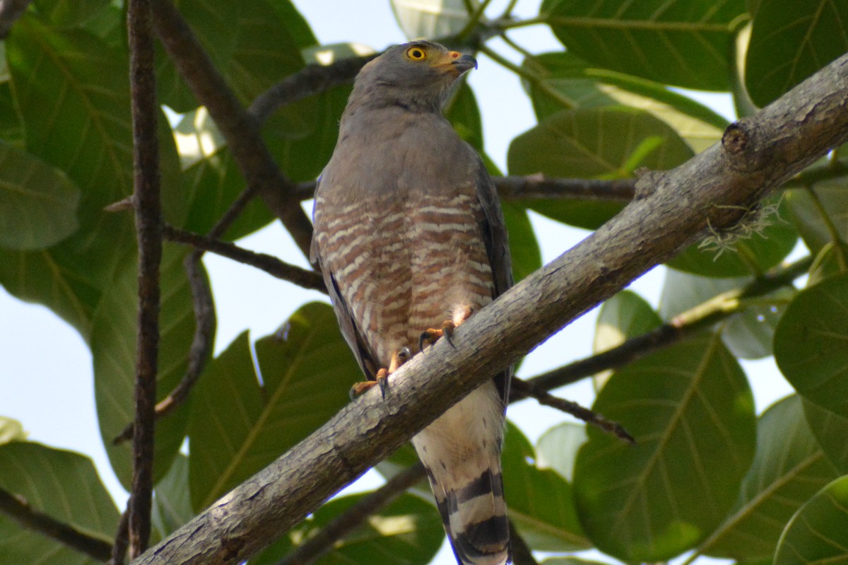 Roadside Hawk - ML619146052