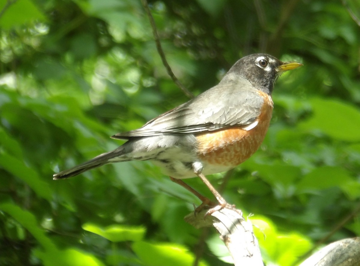 American Robin - Ney Bero