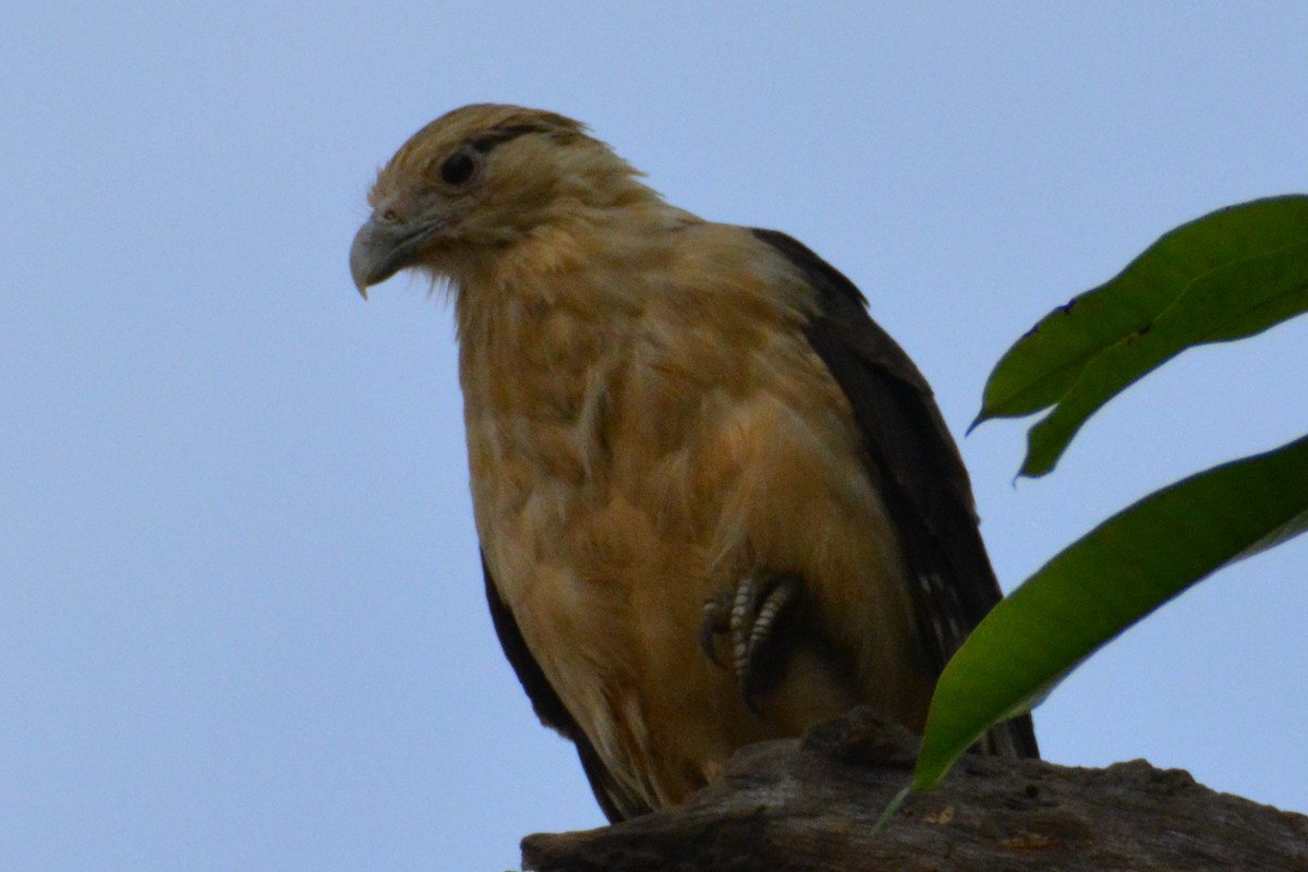 Yellow-headed Caracara - ML619146064