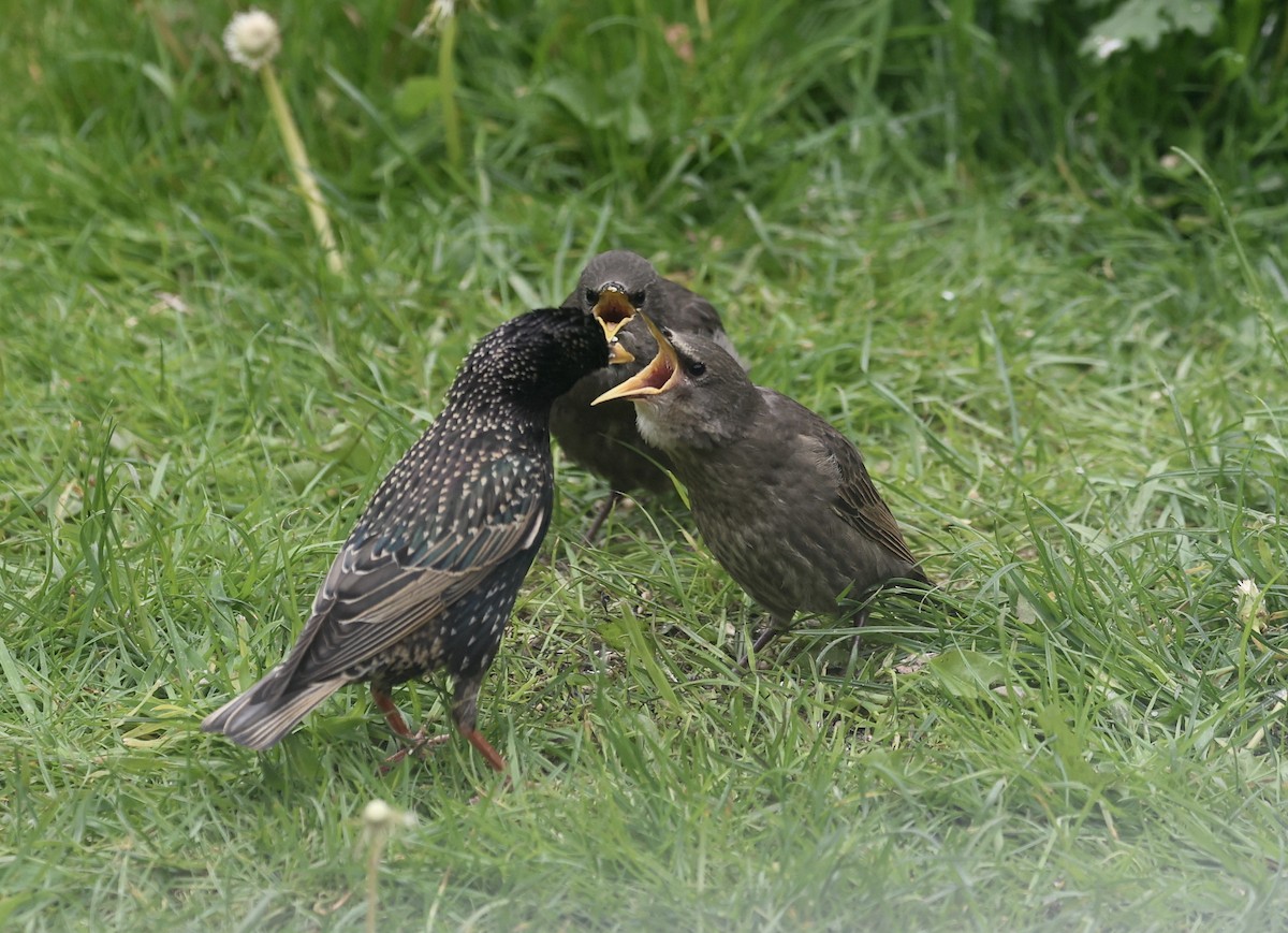 European Starling - Will Scott