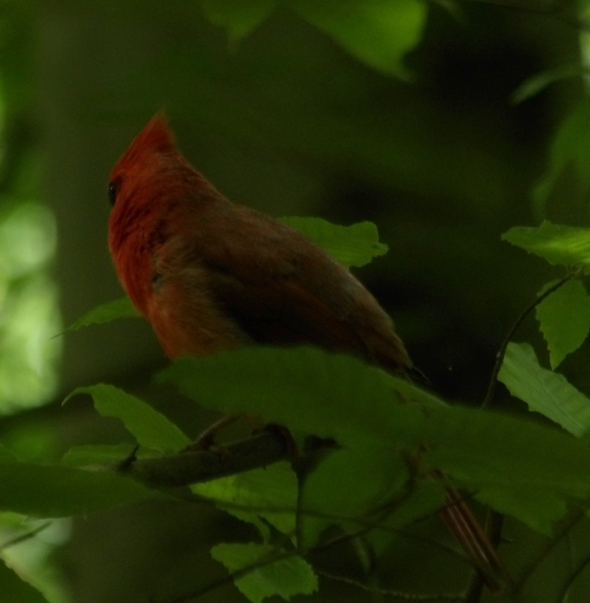 Northern Cardinal - Ney Bero