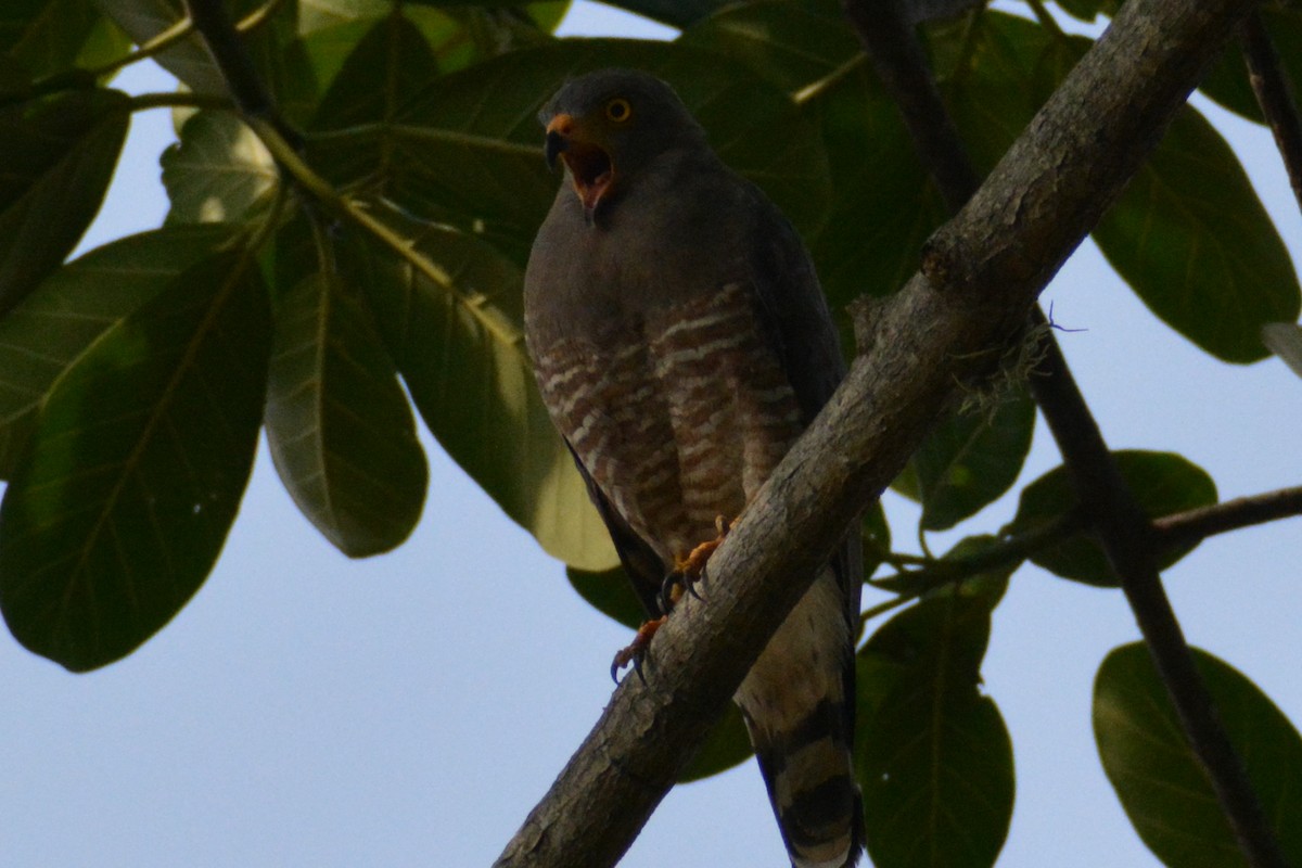 Roadside Hawk - ML619146070