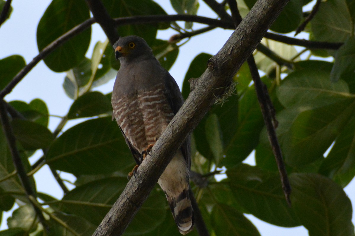 Roadside Hawk - ML619146071