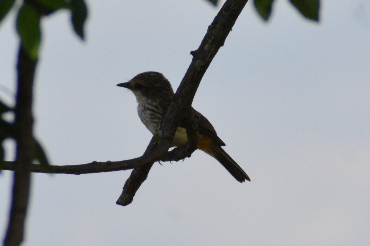 Vermilion Flycatcher - ML619146081