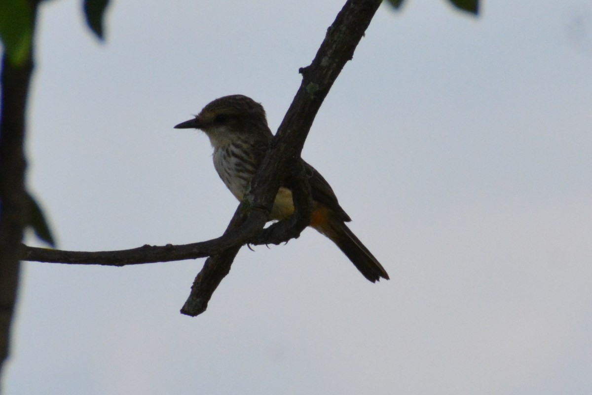 Vermilion Flycatcher - ML619146086