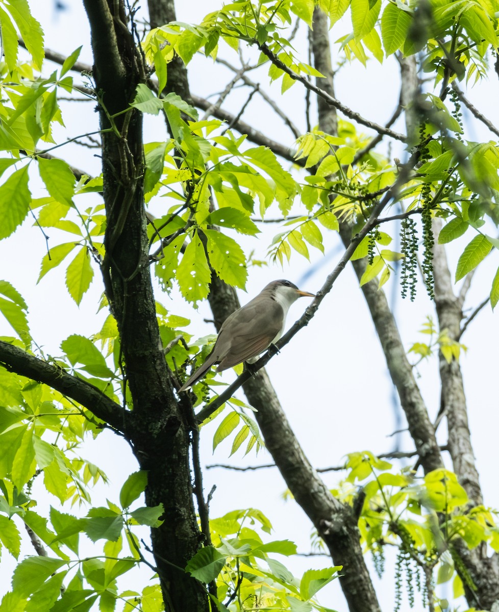 Yellow-billed Cuckoo - ML619146093