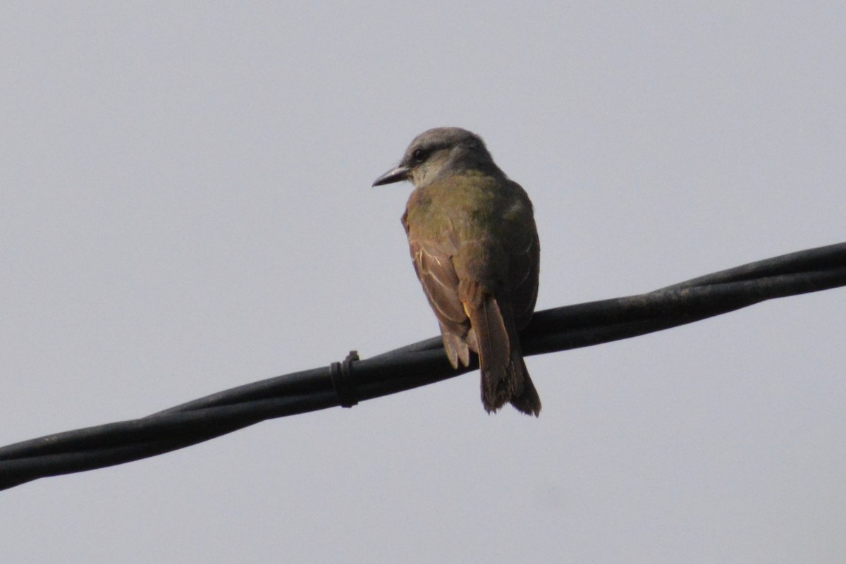 Tropical Kingbird - Juan caicedo lasso