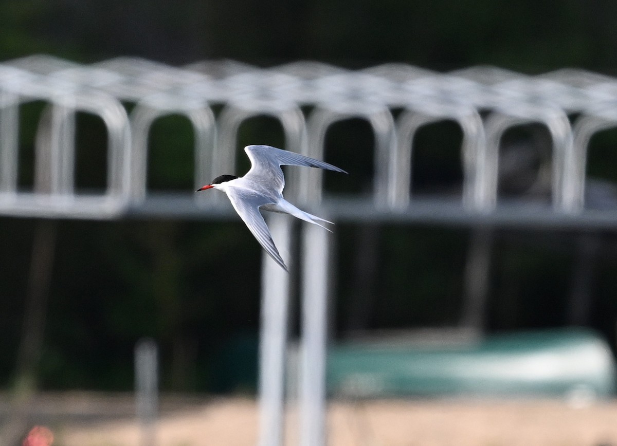 Common Tern - James Markham