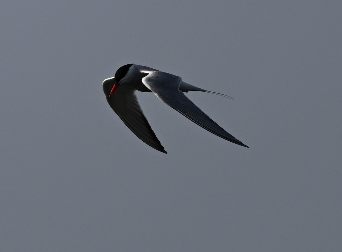 Common Tern - James Markham