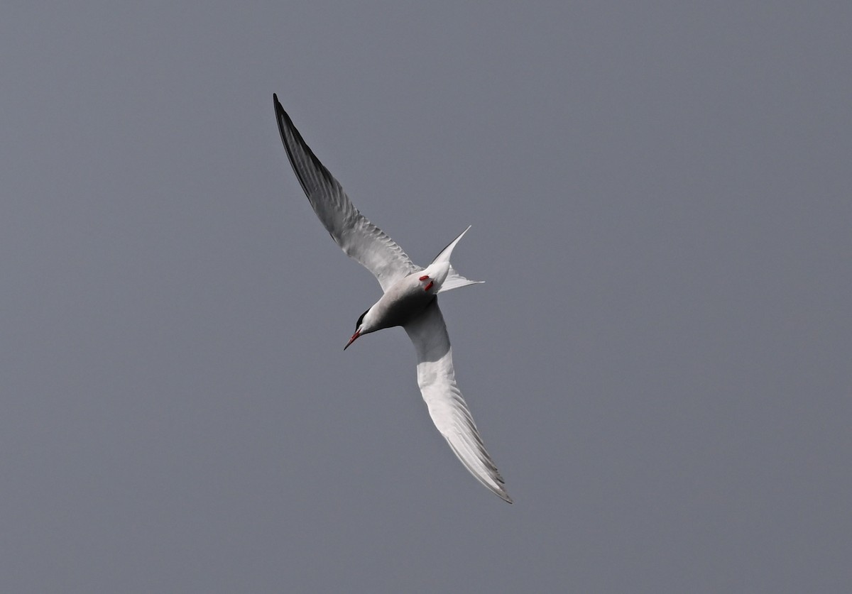 Common Tern - James Markham