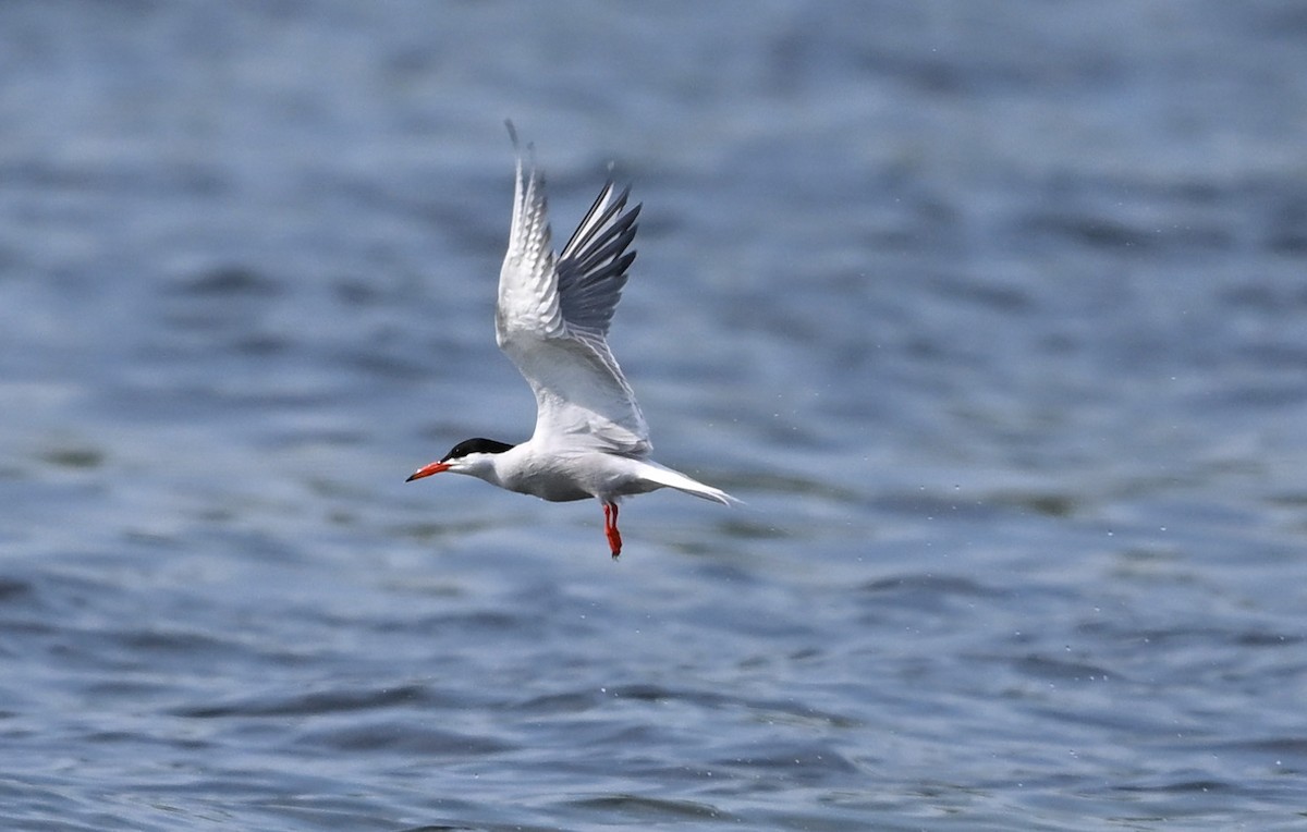 Common Tern - James Markham