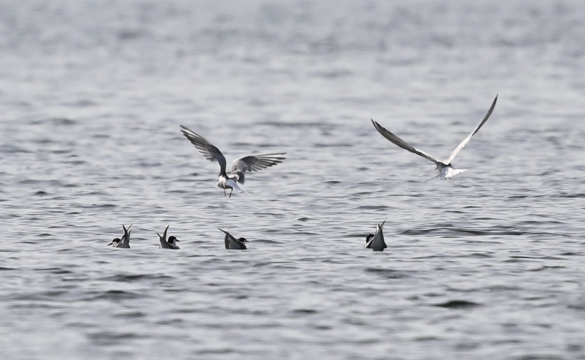 Common Tern - James Markham