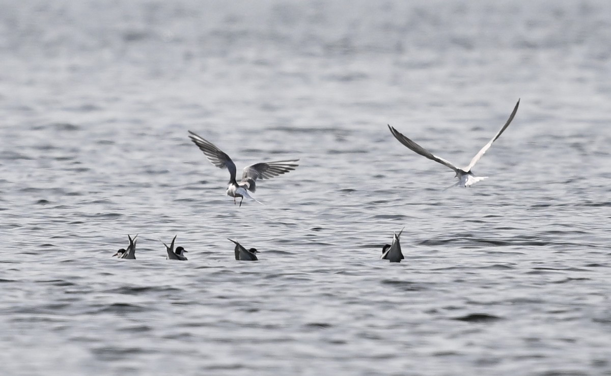 Common Tern - ML619146112