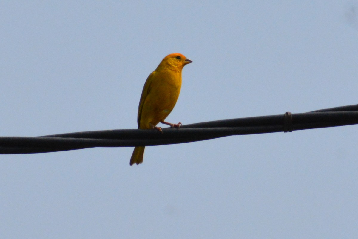 Saffron Finch - Juan caicedo lasso