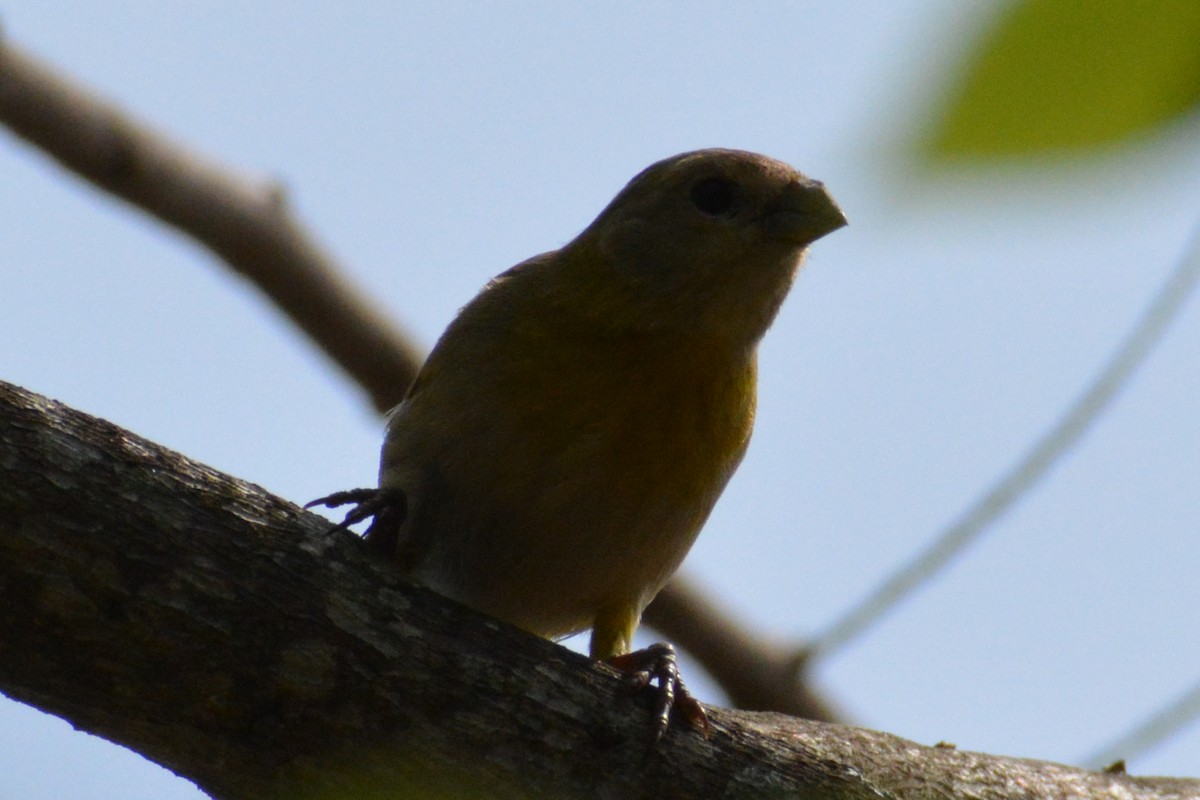 Saffron Finch - Juan caicedo lasso