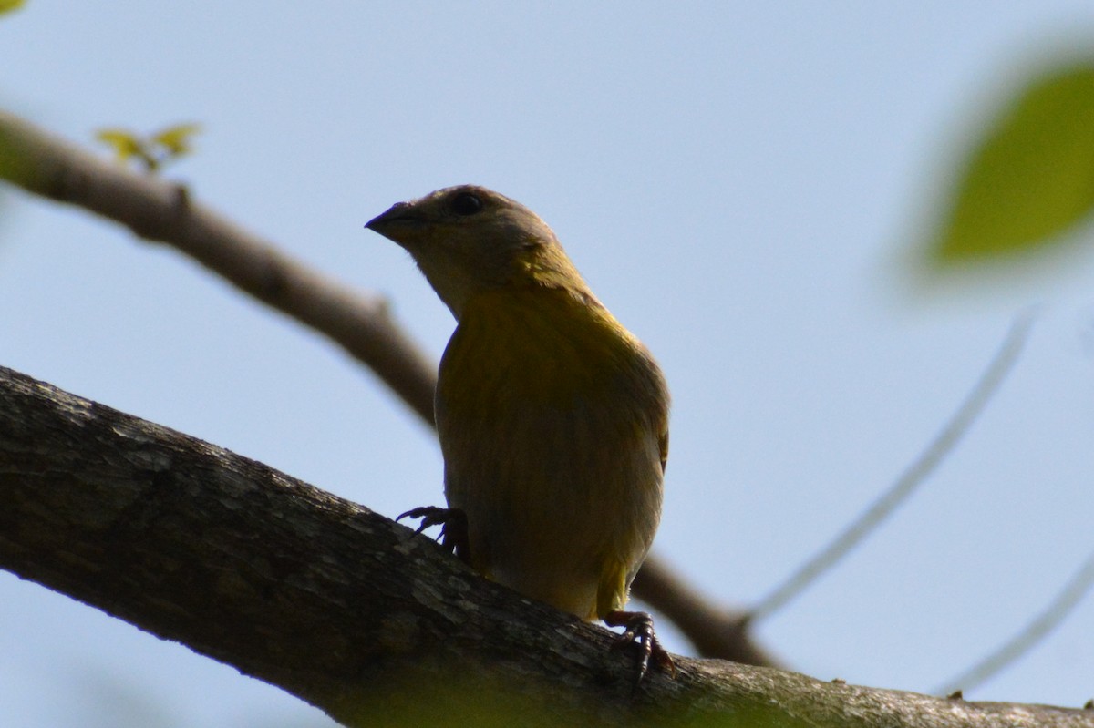 Saffron Finch - ML619146132