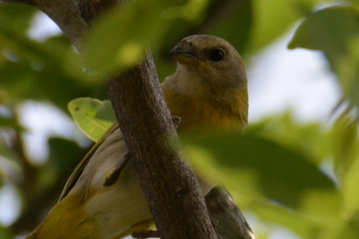 Saffron Finch - ML619146133