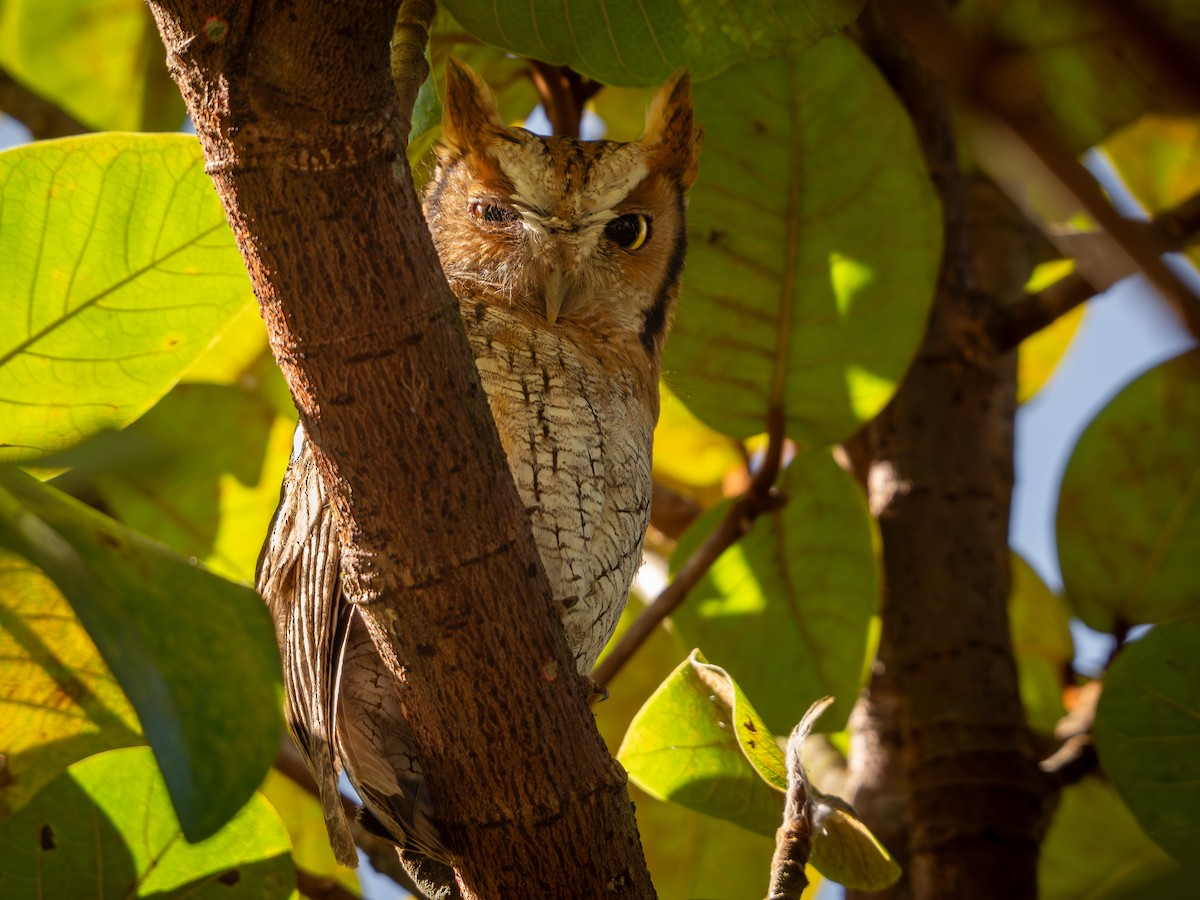 Tropical Screech-Owl - Vitor Rolf Laubé