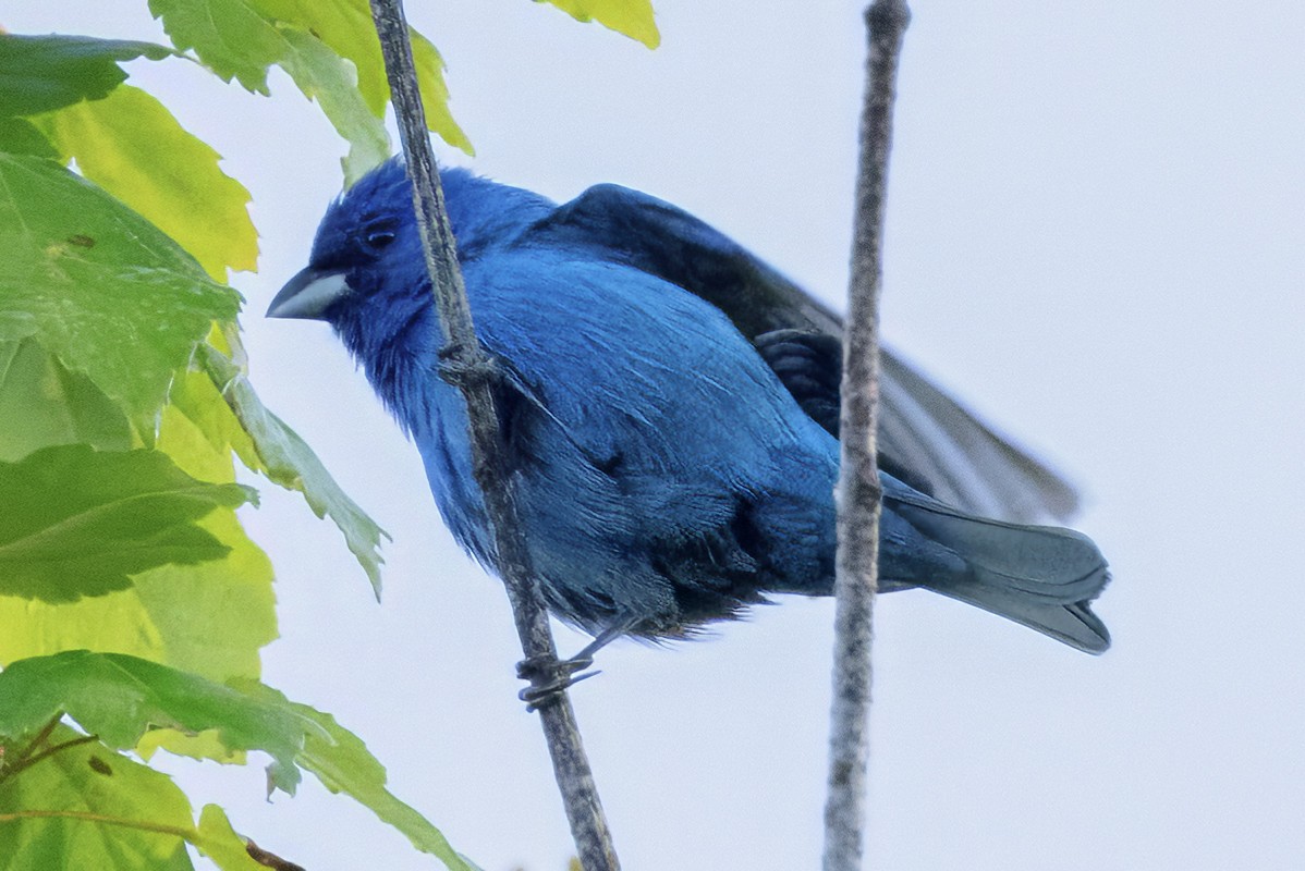 Indigo Bunting - Scott Young