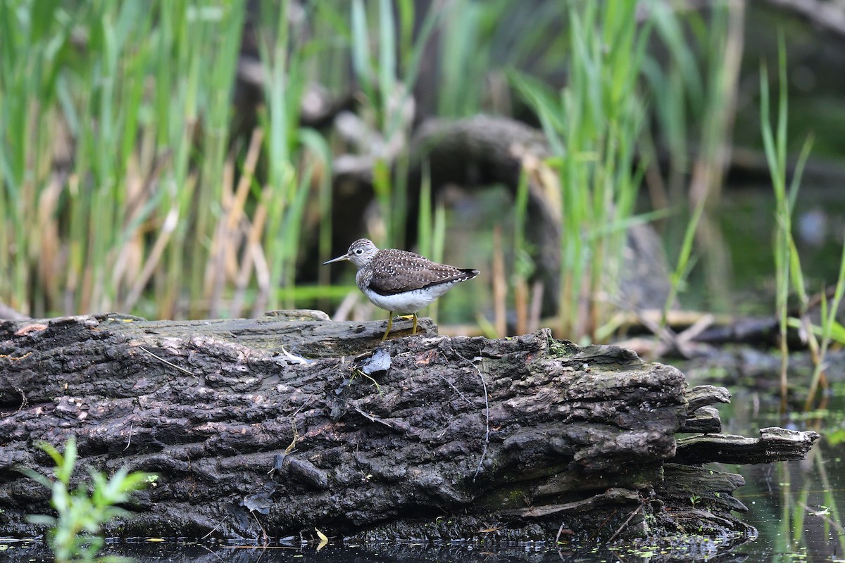 Solitary Sandpiper - terence zahner