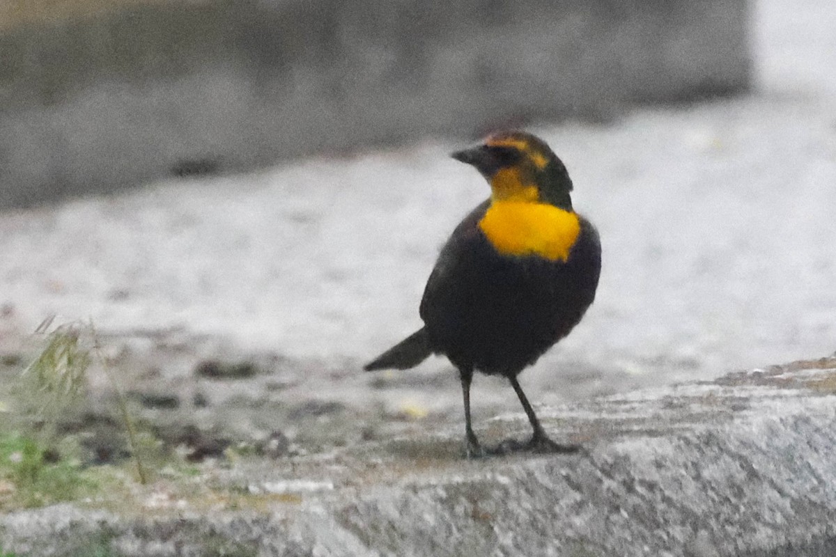 Yellow-headed Blackbird - Garrett Lau