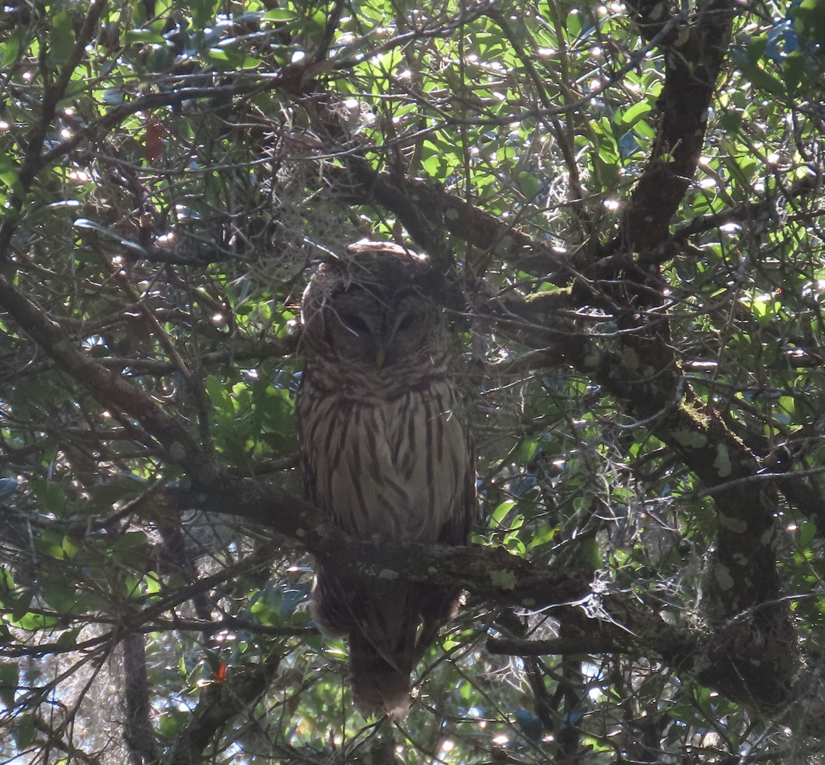 Barred Owl - Susan Pepper