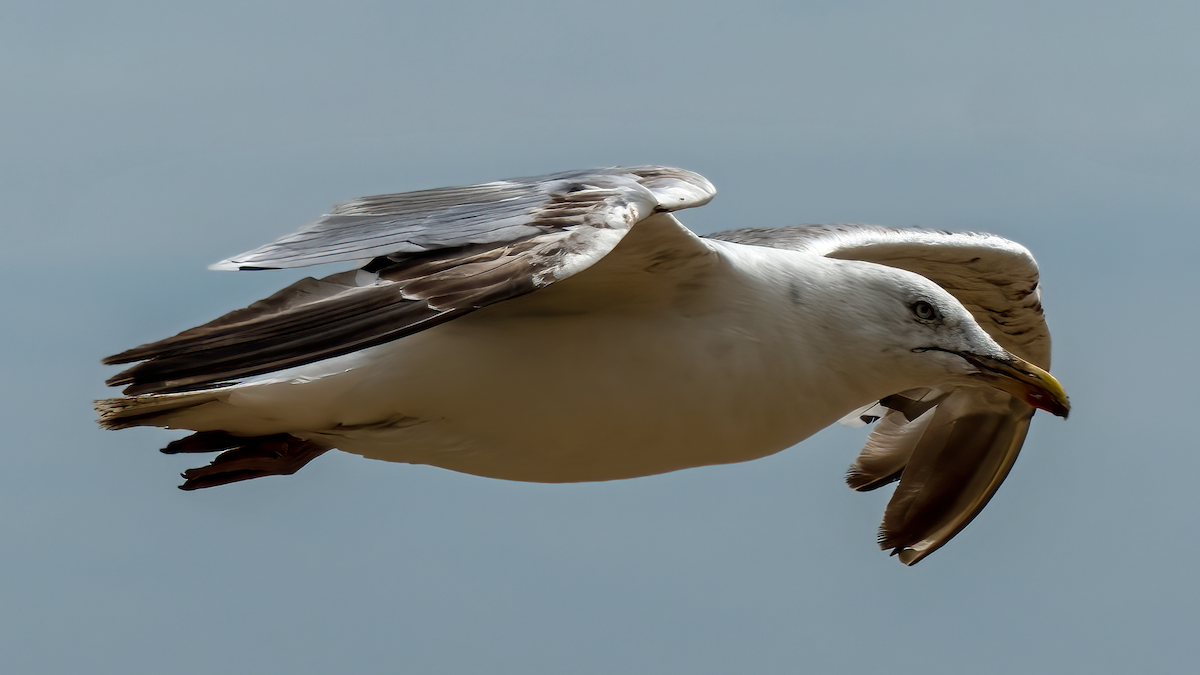 Мөнгөлөг цахлай - ML619146198