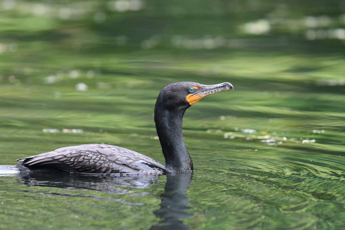 Double-crested Cormorant - terence zahner