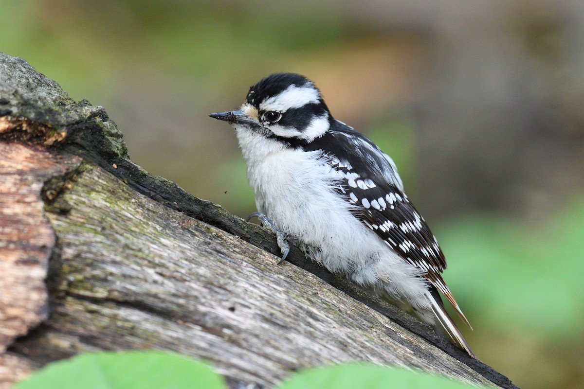 Downy Woodpecker (Eastern) - terence zahner