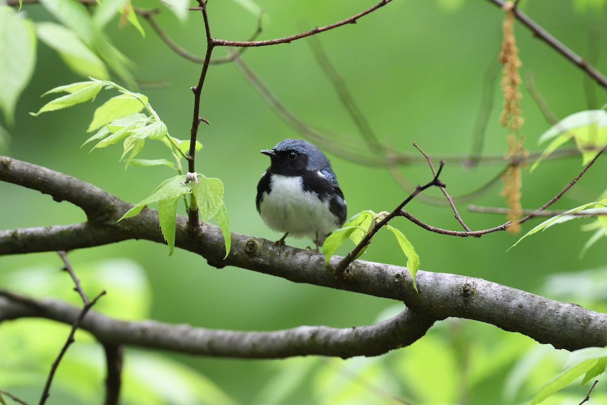 Black-throated Blue Warbler - terence zahner