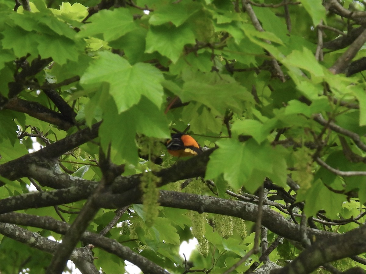 Baltimore Oriole - Brad Smith