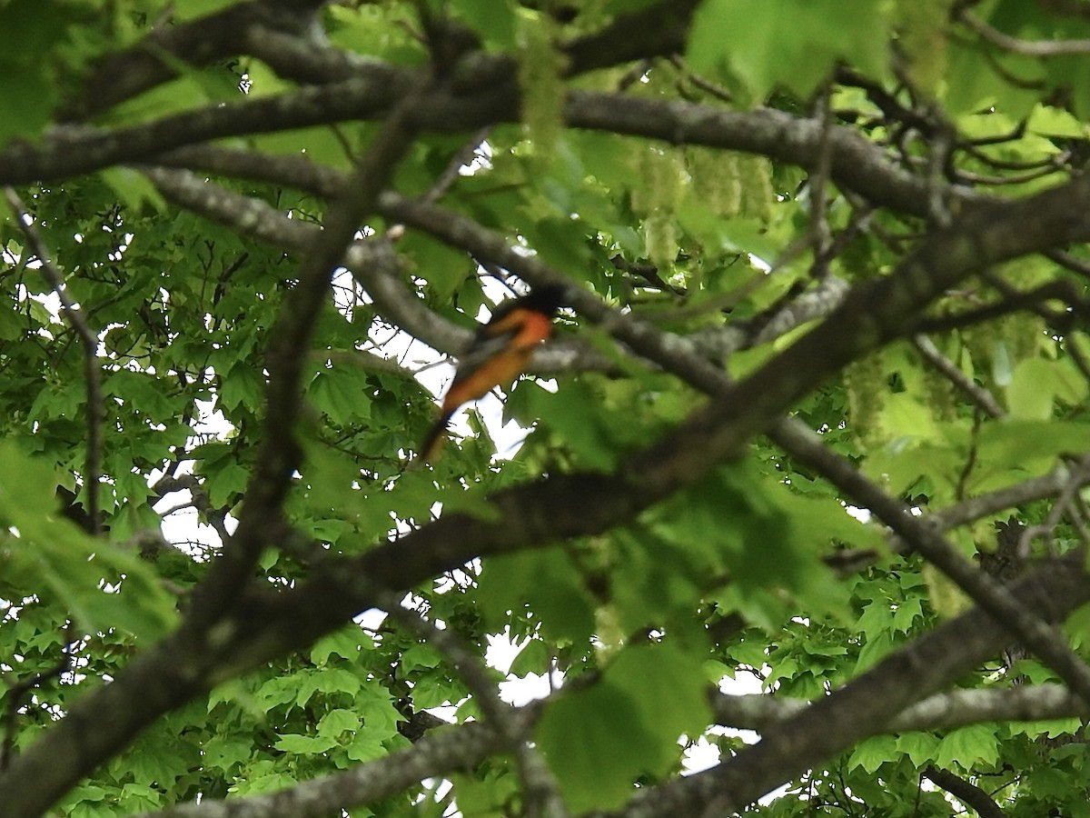 Baltimore Oriole - Brad Smith