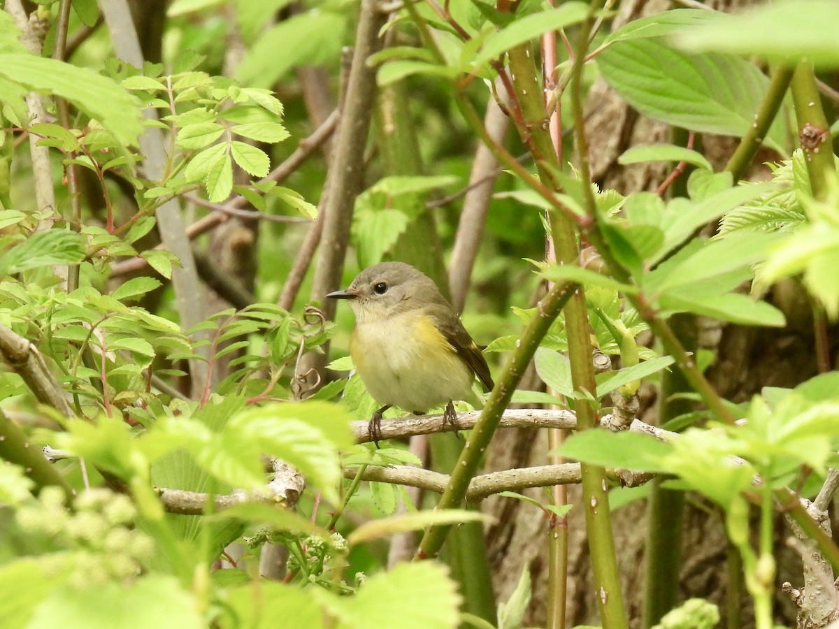 American Redstart - ML619146241