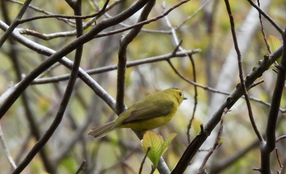 Wilson's Warbler - Brad Smith