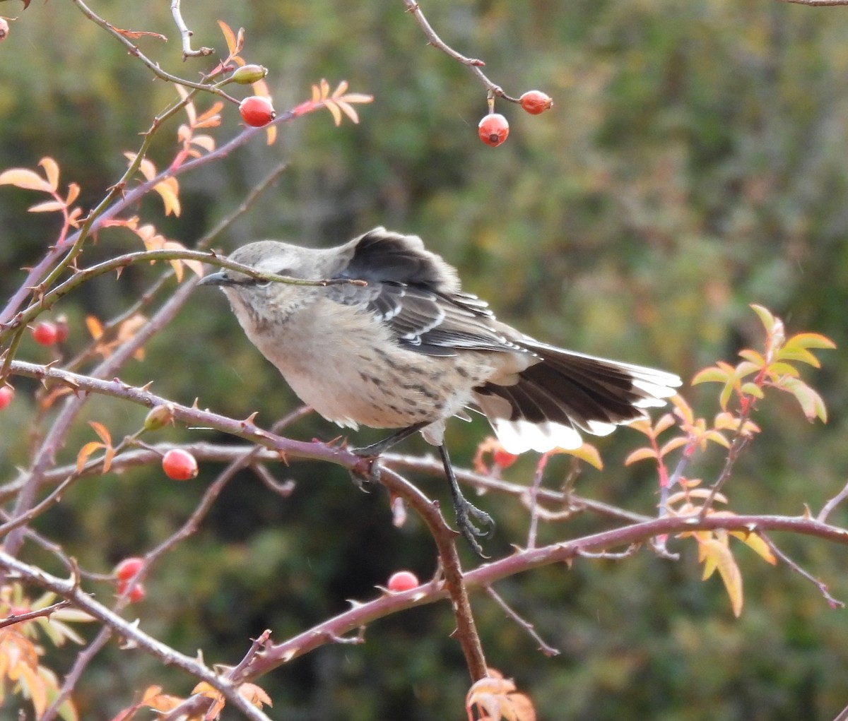 Patagonian Mockingbird - Marcela Cardinal